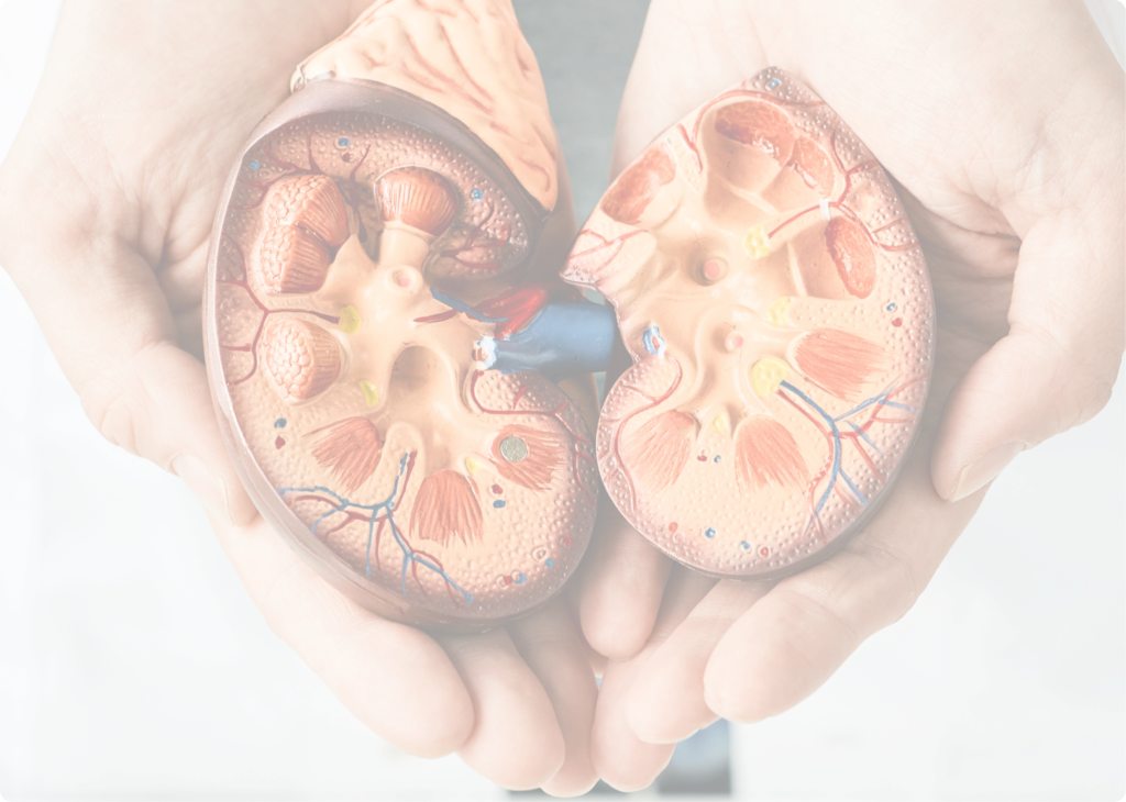 understanding-kidney-function-i-follow-kidneyfy-for-more